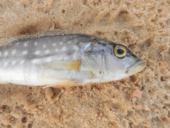 Cichla temensis