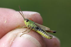 Pseudochorthippus parallelus