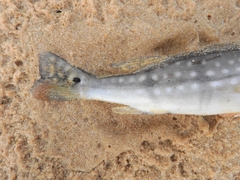 Cichla temensis