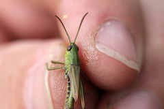 Pseudochorthippus parallelus