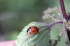 Coccinella septempunctata