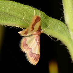 Idaea basinta