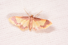 Idaea basinta