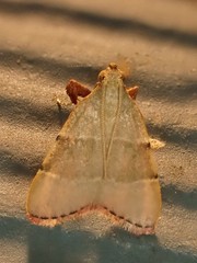 Basacallis tarachodes