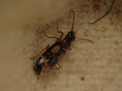 Dromius quadrimaculatus