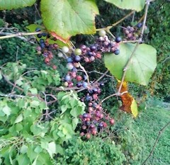 Vitis berlandieri