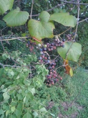 Vitis berlandieri
