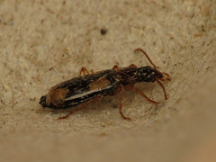 Dromius quadrimaculatus