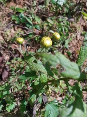 Chrysanthemum indicum