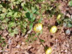 Chrysanthemum indicum