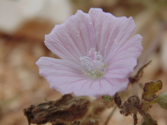 Malva hispanica