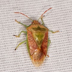 Banasa subcarnea
