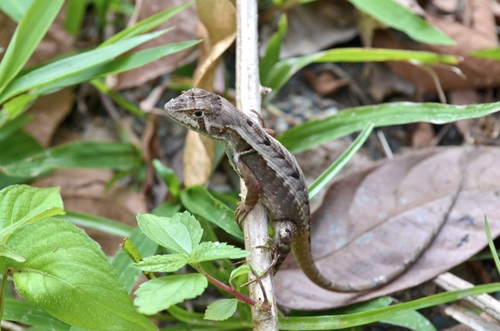 Stenocercus puyango