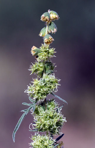 Ambrosia confertiflora