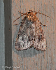 Amphipyra glabella