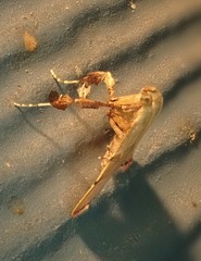 Basacallis tarachodes