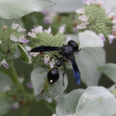 Zethus spinipes spinipes