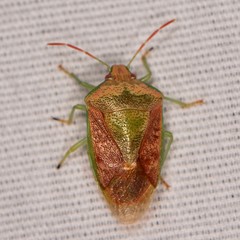 Banasa subcarnea