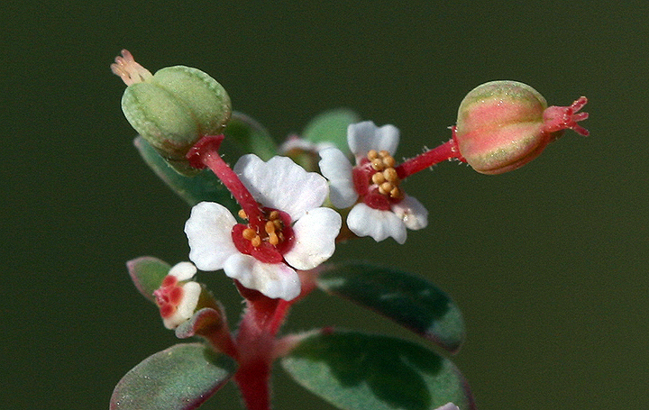 Euphorbieae