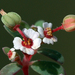 Euphorbia - Photo (c) jrebman, alguns direitos reservados (CC BY-NC), uploaded by jrebman