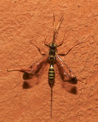 Acaenitinae