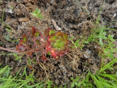 Ludwigia sedoides