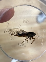 Yoyetta landsboroughi