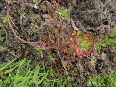 Ludwigia sedoides