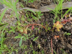Ludwigia sedoides