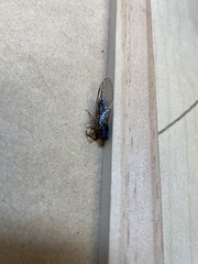 Yoyetta landsboroughi