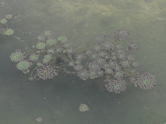 Ludwigia sedoides