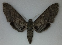 Manduca muscosa