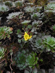 Ludwigia sedoides