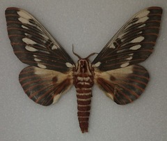 Citheronia splendens sinaloensis