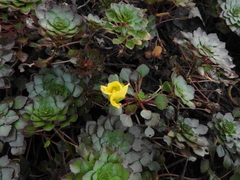 Ludwigia sedoides