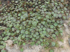 Ludwigia sedoides