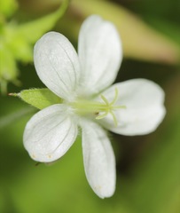 Geranium wislizeni