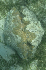 Hippopus hippopus