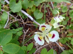 Calochortus eurycarpus