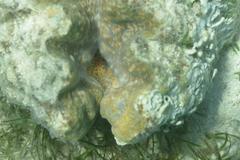 Hippopus hippopus