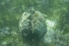 Hippopus hippopus