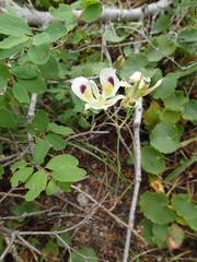 Calochortus eurycarpus