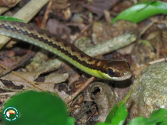 Echinanthera cephalostriata