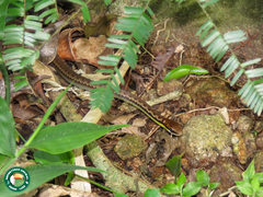Echinanthera cephalostriata