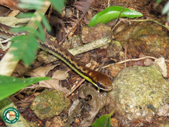 Echinanthera cephalostriata
