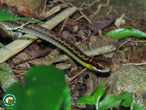 Photo of a Head-striped Leaf-litter Snake (Echinanthera cephalostriata)