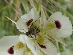 Calochortus eurycarpus
