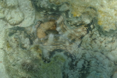 Hippopus hippopus