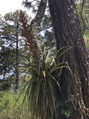 Tillandsia bourgaei