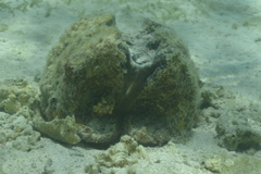 Hippopus hippopus